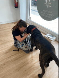 ¿Qué es el bienestar animal en una peluquería de&nbsp;mascotas?