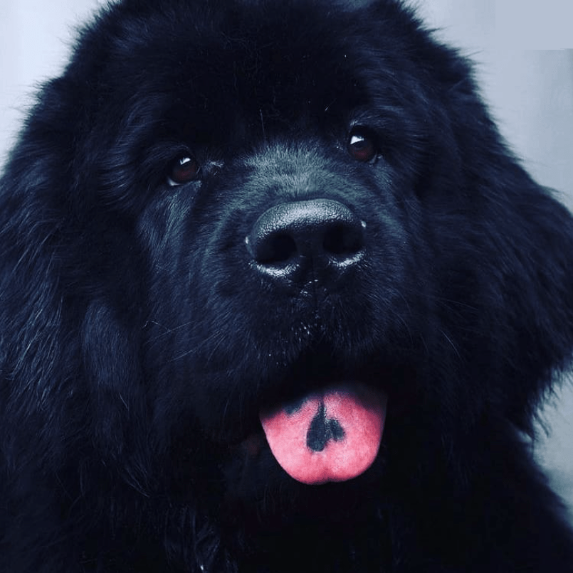 Grooming Completo en Madrid | Cuidado Integral de Perros y&nbsp;Gatos